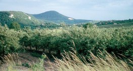 Voćnjak jabuka ljeti