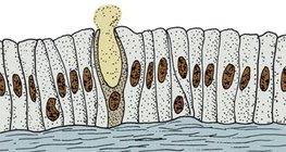 Jednostanična žlijezda