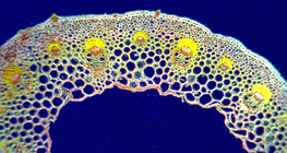 Poprečni presjek tkiva lista dvosupnice