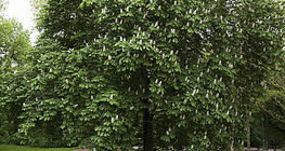 Stablo kestena u cvatu