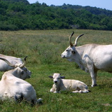 Mađarsko sivo govedo