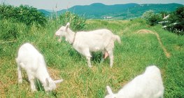 Domaće koze