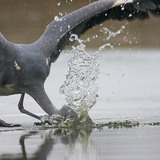 Ptica lovi ribu na ledu