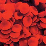 Crvene krvne stanice