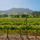 Vinograd, Južna Afrika