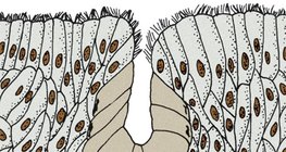 Višestanična žlijezda