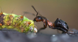 Mrav s plijenom, gusjenicom