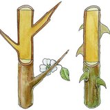 Trn crnog trna i trn ruže