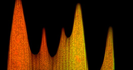Ultrastruktura ljuske krila leptira