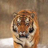 Tigar