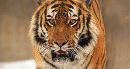 Tigar