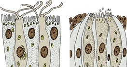 Senzorne receptorske stanice: stanice olfaktornih receptora (lijevo) i stanice receptora gušterače (desno)