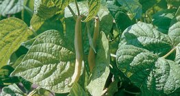 Žuta mahuna