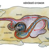Kérődző gyomor