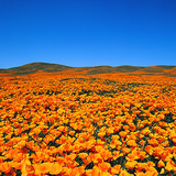 Cvjetajući kalifornijski mak (Eschscholzia californica) u prirodnom rezervatu