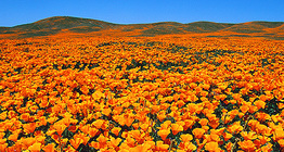 Cvjetajući kalifornijski mak (Eschscholzia californica) u prirodnom rezervatu