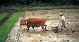 Postupak uzgoja riže - 1