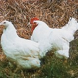 Žensko (kokoš) i muško (kokot)