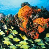 Great Barrier Reef, Australija