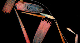 Ljuske krila leptira