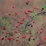 Šipak je biljka iz roda ruža