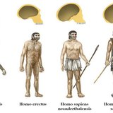 Vrste roda Homo