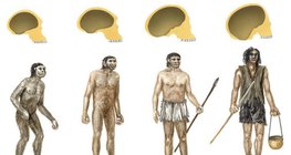 Vrste roda Homo
