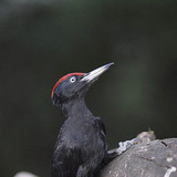 Black woodpecker