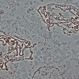 Giant&nbsp;Drosophila chromosomes (taken from the salivary gland)