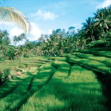 Terasasta polja riže