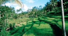 Terasasta polja riže