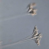 Jednostanični organizam talofit (Epistilis sp.)