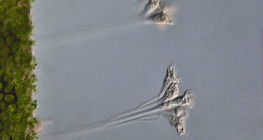 Jednostanični organizam talofit (Epistilis sp.)