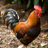 Pijetao