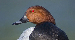 Glavata patka (muško)