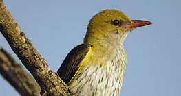 Euroazijska zlatna vuga (žensko)