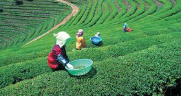 Plantaža čaja u Japanu