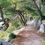 Mediteranska regija