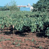 Terra Rossa, tipično tlo vapnenačkih regija