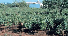 Terra Rossa, tipično tlo vapnenačkih regija
