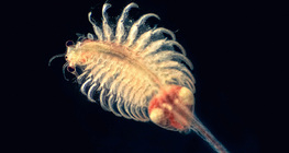 Slanišni škrgonožac