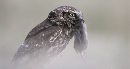 Sivi ćuk s voluharicom