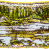 Poprečni presjek lisne ploče