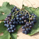 Grožđe