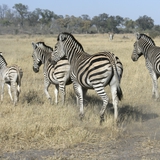 Zebre