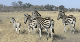 Zebre