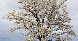 Stablo bagrema u cvatu