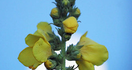 Sitnocvjetna divizma