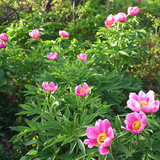 Cvjetovi pasje ruže