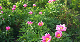 Cvjetovi pasje ruže